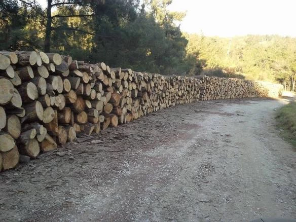 Θεσσαλονίκη: «Φτερά» έκαναν τα ξύλα των υλοτόμων στο Σέιχ Σου – Χάθηκε μεγάλη ποσότητα το Σαββατοκύριακο!